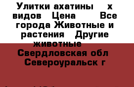 Улитки ахатины  2-х видов › Цена ­ 0 - Все города Животные и растения » Другие животные   . Свердловская обл.,Североуральск г.